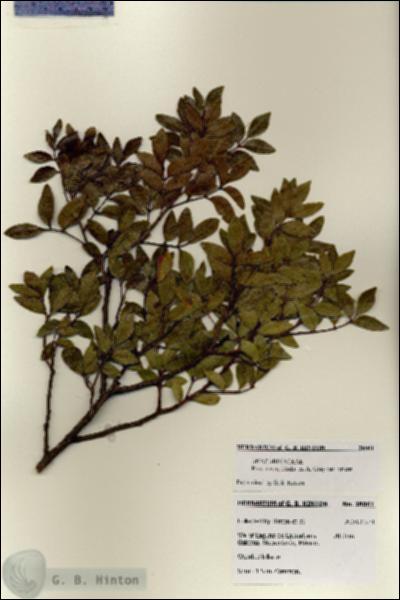 URN_catalog_HBHinton_herbarium_28061.jpg.jpg