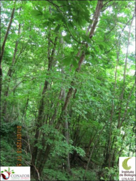 77515_S1_ARC_20130630_003_001.jpg.jpg