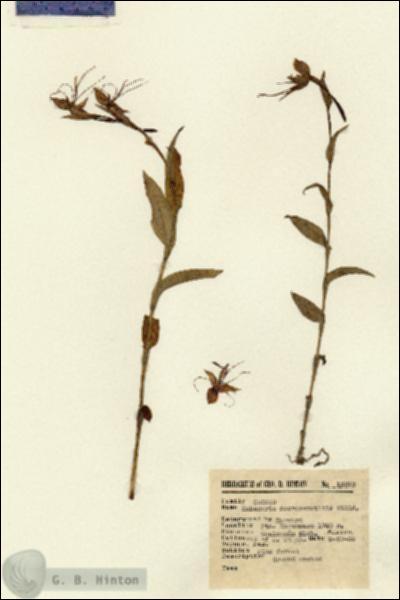 URN_catalog_HBHinton_herbarium_12273.jpg.jpg