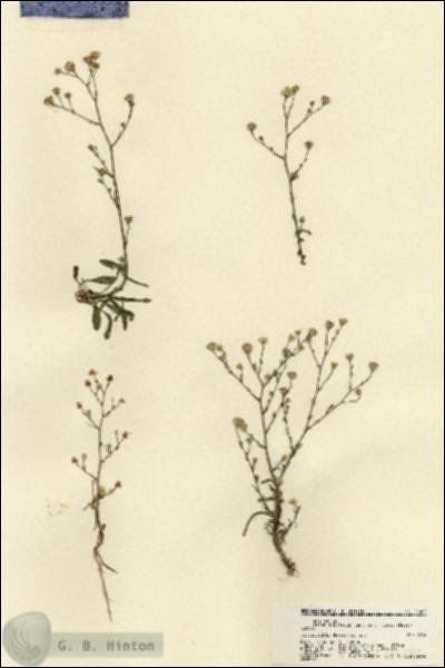 URN_catalog_HBHinton_herbarium_21481.jpg.jpg