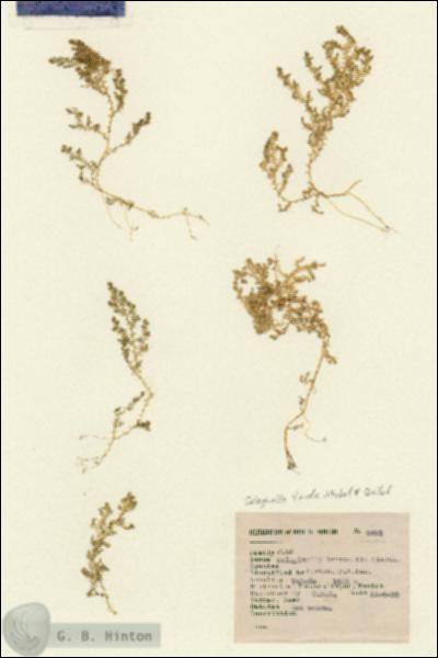 URN_catalog_HBHinton_herbarium_2491.jpg.jpg