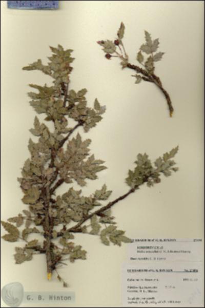 URN_catalog_HBHinton_herbarium_27494.jpg.jpg