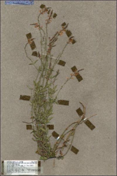 URN_catalog_HBHinton_herbarium_17695.jpg.jpg