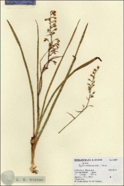 URN_catalog_HBHinton_herbarium_19047.jpg.jpg