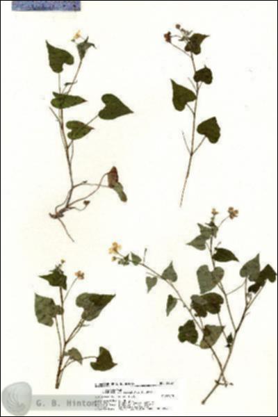 URN_catalog_HBHinton_herbarium_21027.jpg.jpg