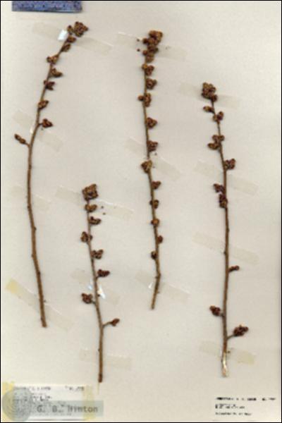URN_catalog_HBHinton_herbarium_19332.jpg.jpg
