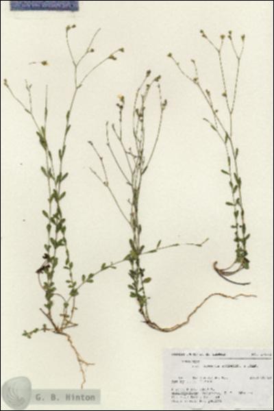 URN_catalog_HBHinton_herbarium_17562.jpg.jpg