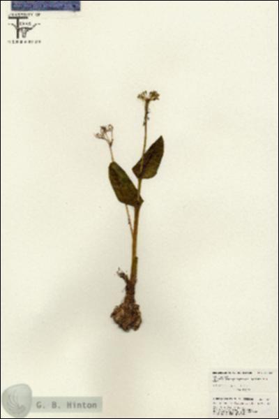 URN_catalog_HBHinton_herbarium_26763.jpg.jpg