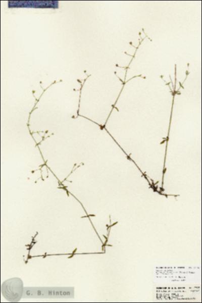 URN_catalog_HBHinton_herbarium_23395.jpg.jpg