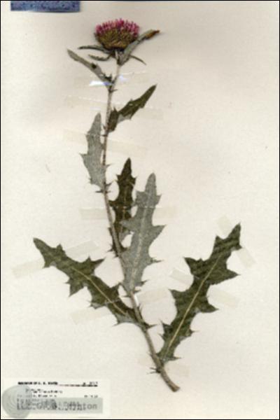 URN_catalog_HBHinton_herbarium_20017.jpg.jpg