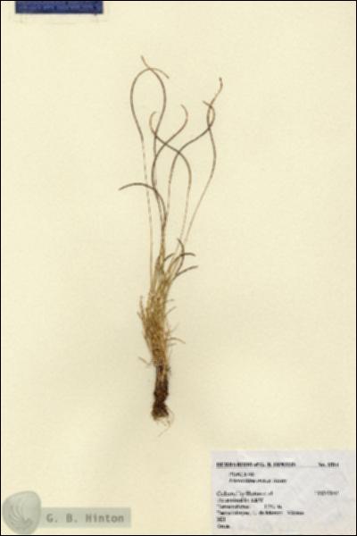 URN_catalog_HBHinton_herbarium_1514.jpg.jpg