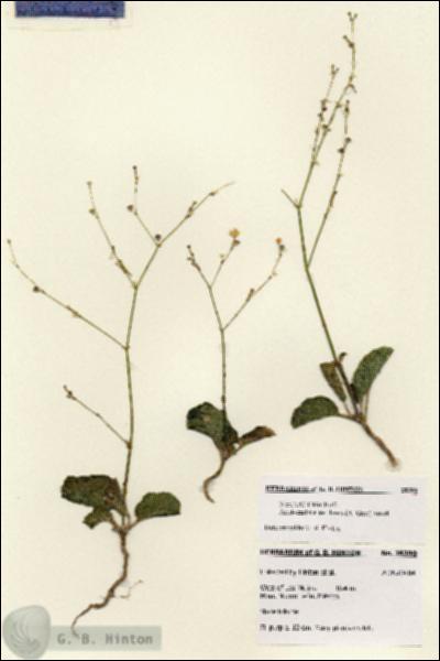 URN_catalog_HBHinton_herbarium_28390.jpg.jpg