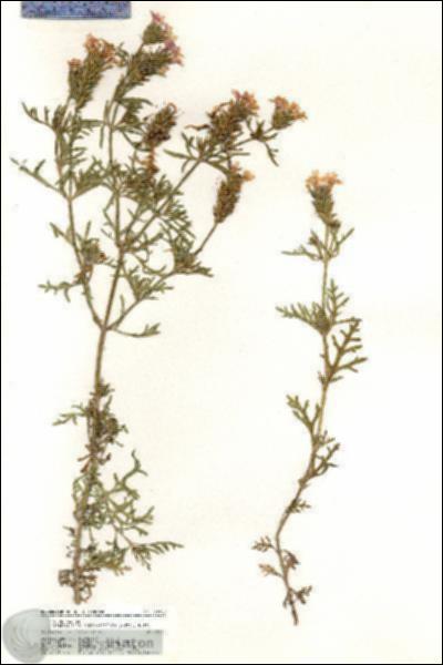 URN_catalog_HBHinton_herbarium_20700.jpg.jpg