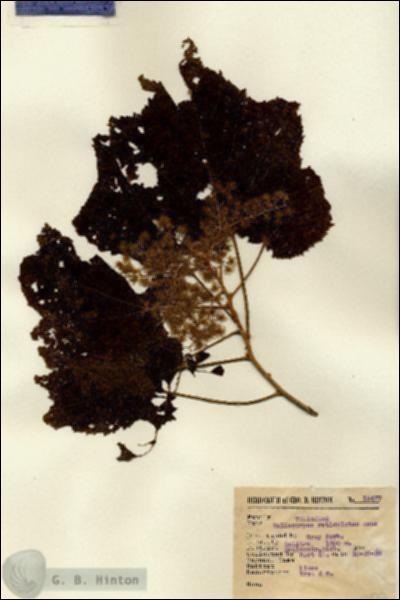 URN_catalog_HBHinton_herbarium_12477.jpg.jpg