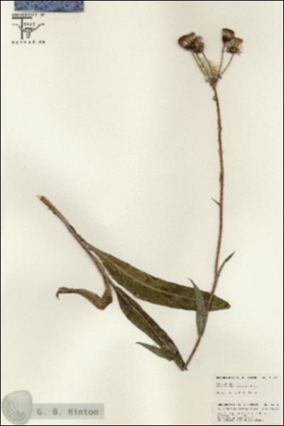 URN_catalog_HBHinton_herbarium_25552.jpg.jpg