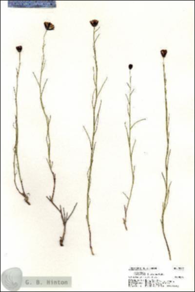 URN_catalog_HBHinton_herbarium_20959.jpg.jpg