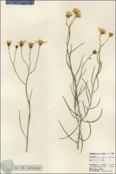 URN_catalog_HBHinton_herbarium_23527.jpg.jpg