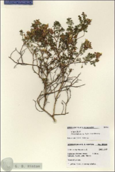 URN_catalog_HBHinton_herbarium_28114.jpg.jpg