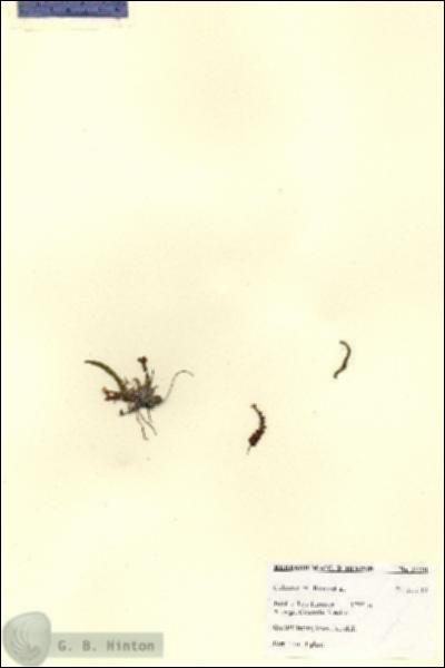 URN_catalog_HBHinton_herbarium_27791.jpg.jpg