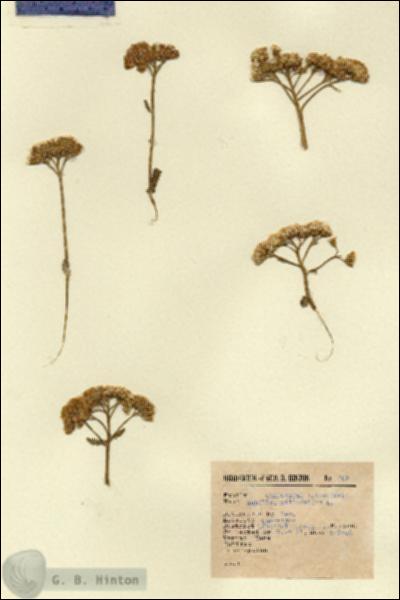 URN_catalog_HBHinton_herbarium_509.jpg.jpg