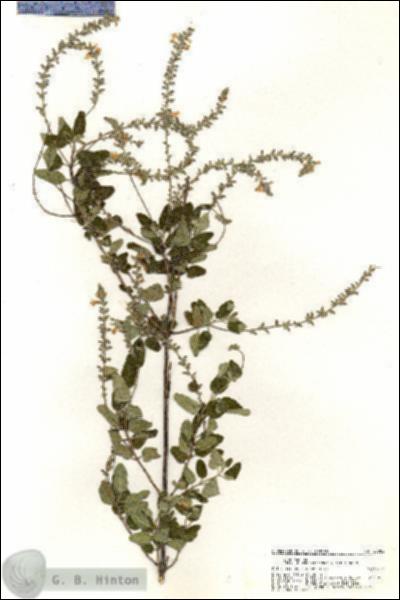 URN_catalog_HBHinton_herbarium_20782.jpg.jpg