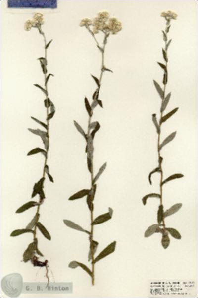 URN_catalog_HBHinton_herbarium_23140.jpg.jpg