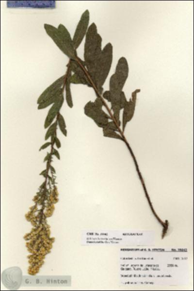 URN_catalog_HBHinton_herbarium_28042.jpg.jpg
