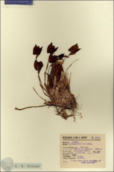 URN_catalog_HBHinton_herbarium_13741.jpg.jpg