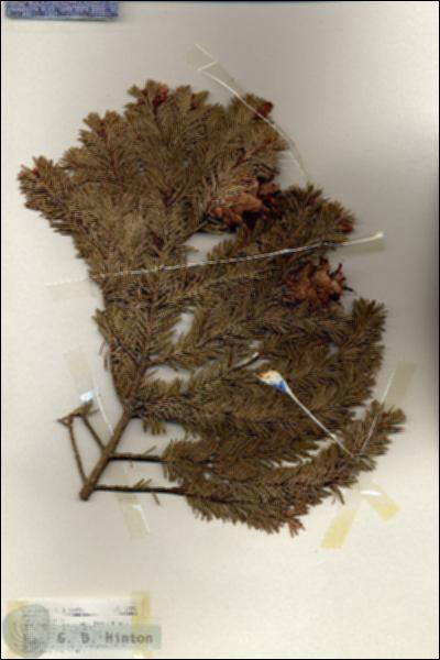 URN_catalog_HBHinton_herbarium_17270.jpg.jpg