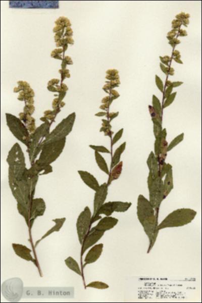 URN_catalog_HBHinton_herbarium_21684.jpg.jpg