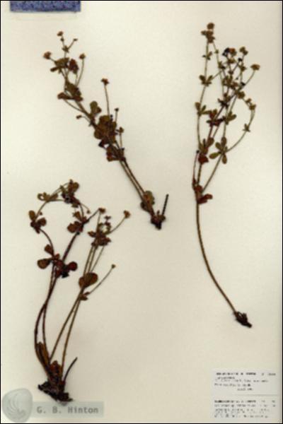 URN_catalog_HBHinton_herbarium_25956.jpg.jpg