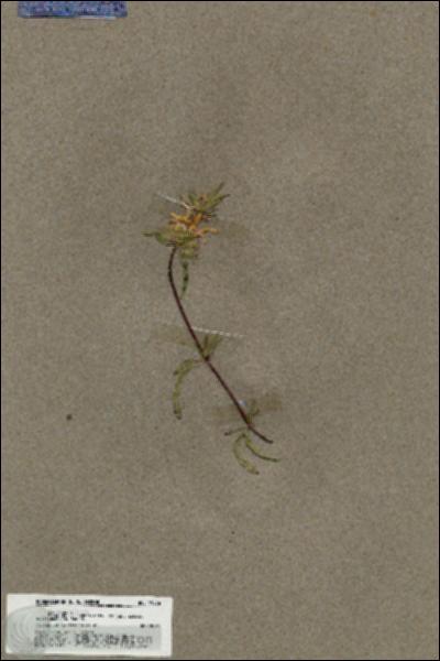 URN_catalog_HBHinton_herbarium_19576.jpg.jpg