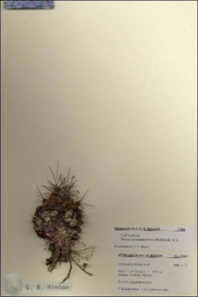 URN_catalog_HBHinton_herbarium_27801.jpg.jpg