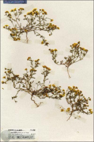 URN_catalog_HBHinton_herbarium_19748.jpg.jpg