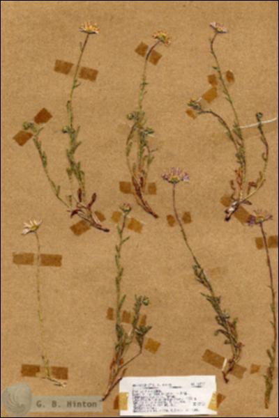 URN_catalog_HBHinton_herbarium_18547.jpg.jpg
