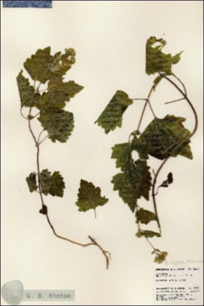 URN_catalog_HBHinton_herbarium_23663.jpg.jpg