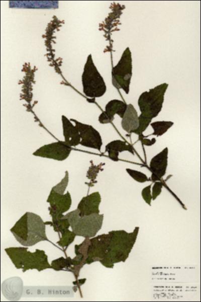URN_catalog_HBHinton_herbarium_25126.jpg.jpg