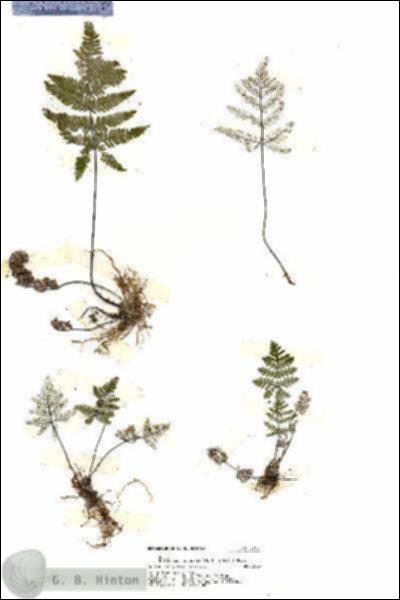 URN_catalog_HBHinton_herbarium_20165.jpg.jpg