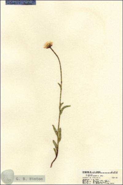 URN_catalog_HBHinton_herbarium_22210.jpg.jpg