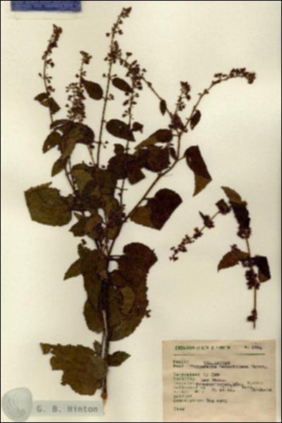 URN_catalog_HBHinton_herbarium_6784.jpg.jpg