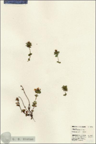 URN_catalog_HBHinton_herbarium_24094.jpg.jpg