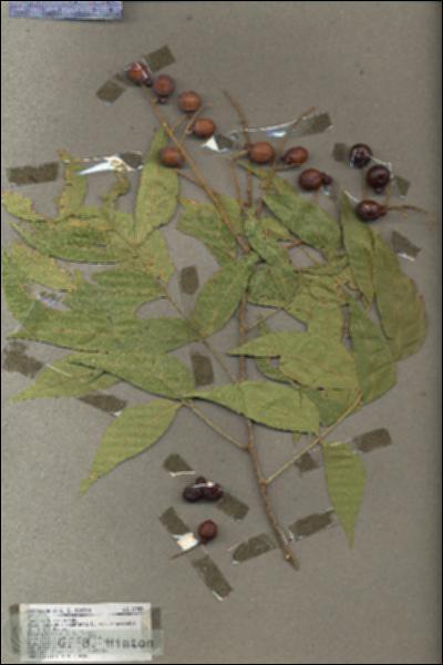URN_catalog_HBHinton_herbarium_17957.jpg.jpg