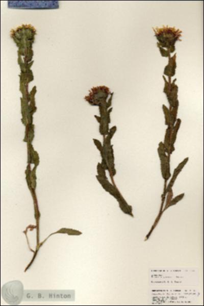 URN_catalog_HBHinton_herbarium_25337.jpg.jpg