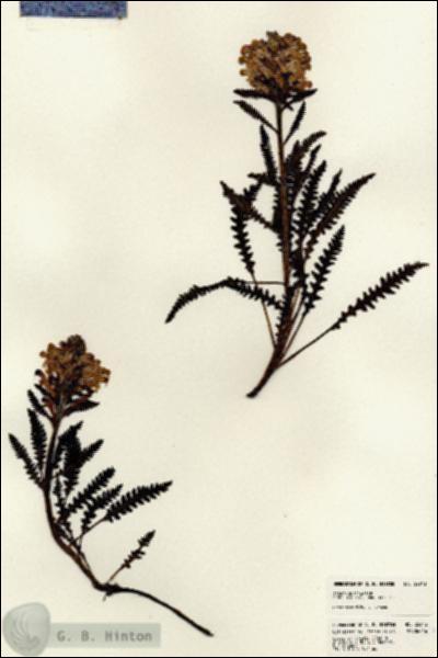 URN_catalog_HBHinton_herbarium_22913.jpg.jpg