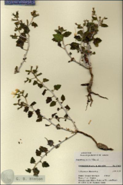 URN_catalog_HBHinton_herbarium_27423.jpg.jpg