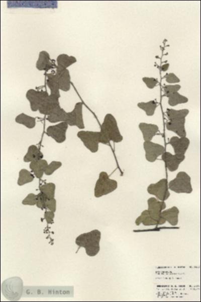 URN_catalog_HBHinton_herbarium_24208.jpg.jpg