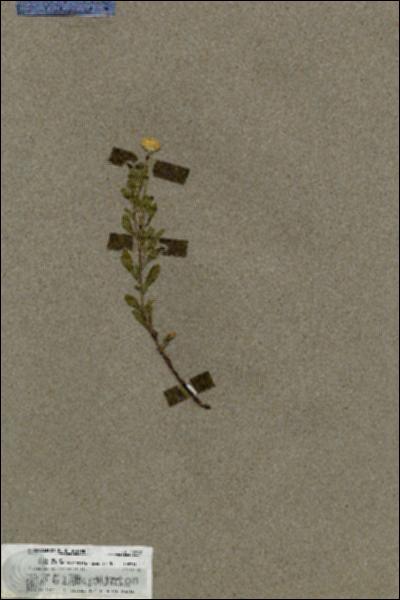 URN_catalog_HBHinton_herbarium_19609.jpg.jpg