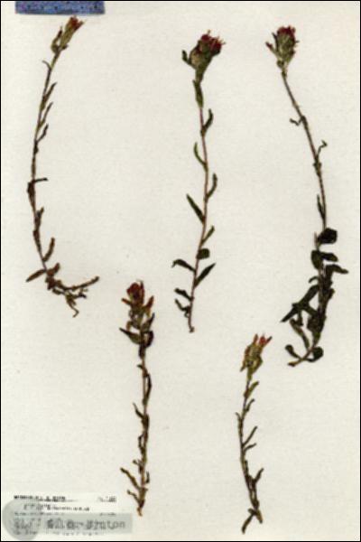 URN_catalog_HBHinton_herbarium_21044.jpg.jpg