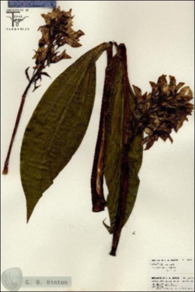 URN_catalog_HBHinton_herbarium_26768.jpg.jpg