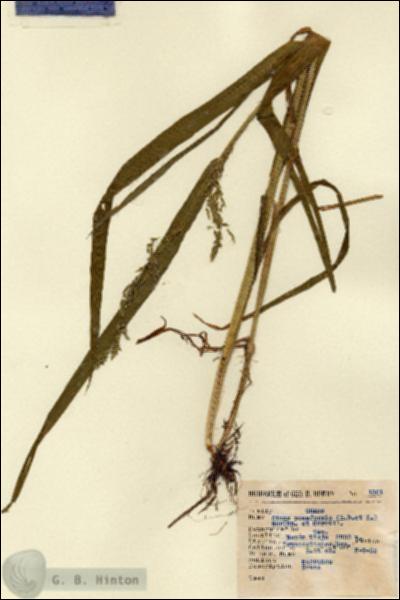 URN_catalog_HBHinton_herbarium_1301.jpg.jpg